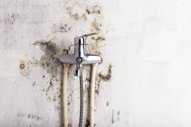 Best Professional Mold Removal  in Boley, OK