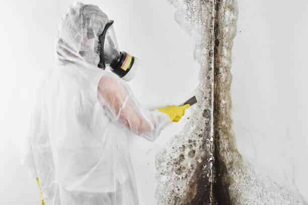 Best Mold Damage Repair  in Boley, OK