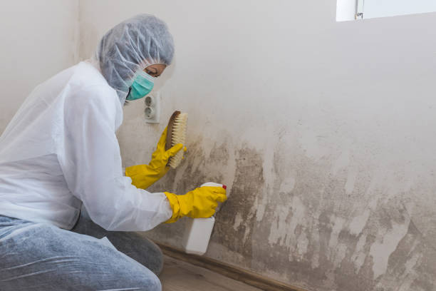 Best Mold Removal Company Near Me  in Boley, OK