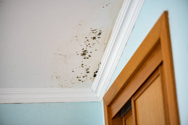 Best Water Damage Restoration  in Boley, OK