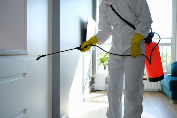 Best Attic Mold Removal  in Boley, OK