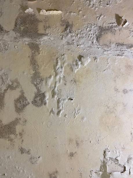 Best Mold Cleaning Services  in Boley, OK