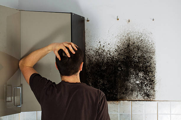 Best Local Mold Removal Service  in Boley, OK