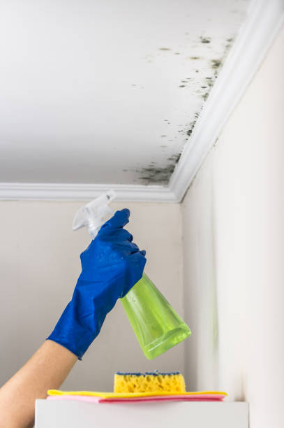 Best Certified Mold Removal  in Boley, OK