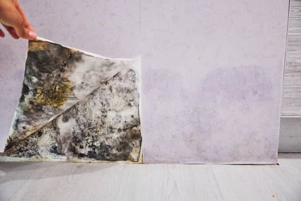 Attic Mold Removal in Boley, OK